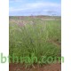 بذور نبات الحلفا أو عشبة النافورة أو الثيوم- بنسيتم-Pennisetum Setaceum