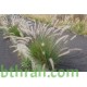 بذور نبات الحلفا أو عشبة النافورة أو الثيوم- بنسيتم-Pennisetum Setaceum