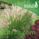 بذور نبات الحلفا أو عشبة النافورة أو الثيوم- بنسيتم-Pennisetum Setaceum بذور نبات الحلفا أو عشبة النافورة أو الثيوم- بنسيتم-Pennisetum Setaceum