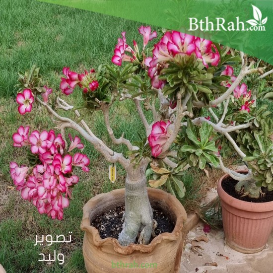بذور العدنة أو الأدينيوم - Adenium obesum بذور العدنة أو الأدينيوم - Adenium obesum