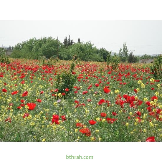 بذور نباتات الربيع