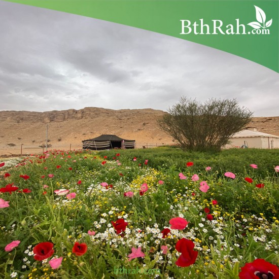 بذور نباتات الربيع بذور نباتات الربيع