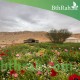 بذور نباتات الربيع بذور نباتات الربيع