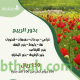 بذور نباتات الربيع