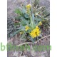 بذور نبات الصفار-الصفراء-Schimpera arabica بذور نبات الصفار-الصفراء-Schimpera arabica