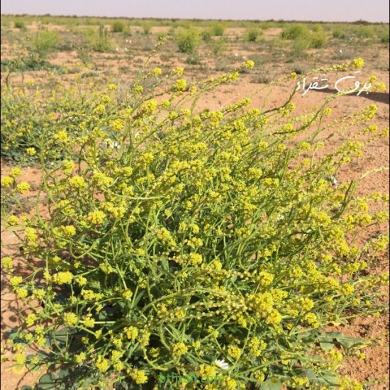 بذور نبات الصفار-الصفراء-Schimpera arabica بذور نبات الصفار-الصفراء-Schimpera arabica