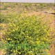 بذور نبات الصفار-الصفراء-Schimpera arabica بذور نبات الصفار-الصفراء-Schimpera arabica