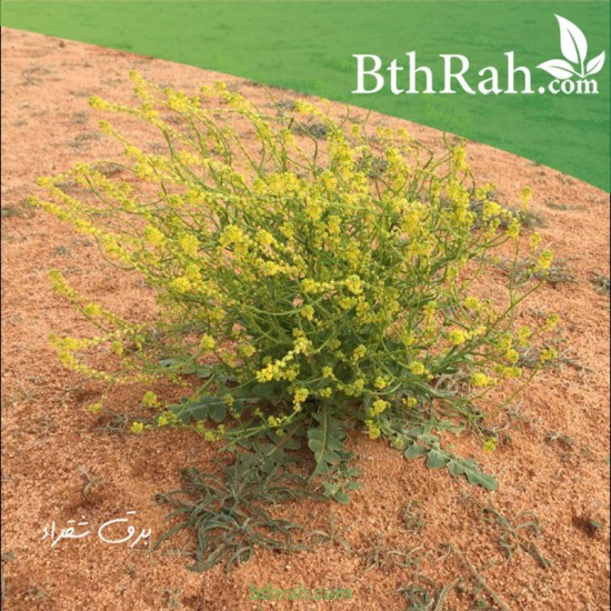 بذور نبات الصفار-الصفراء-Schimpera arabica بذور نبات الصفار-الصفراء-Schimpera arabica