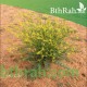 بذور نبات الصفار-الصفراء-Schimpera arabica بذور نبات الصفار-الصفراء-Schimpera arabica