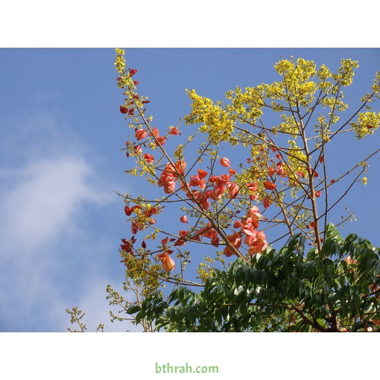 بذور شجرة المطر الذهبية Golden rain tree بذور شجرة المطر الذهبية Golden rain tree