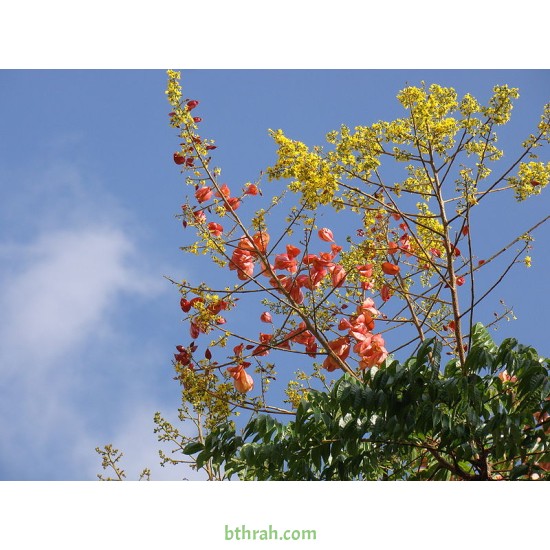 بذور شجرة المطر الذهبية Koelreuteria Paniculata
