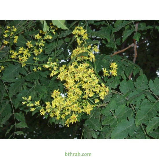 بذور شجرة المطر الذهبية Koelreuteria Paniculata