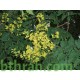 بذور شجرة المطر الذهبية Golden rain tree بذور شجرة المطر الذهبية Golden rain tree