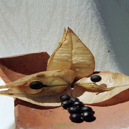 بذور شجرة المطر الذهبية Koelreuteria Paniculata