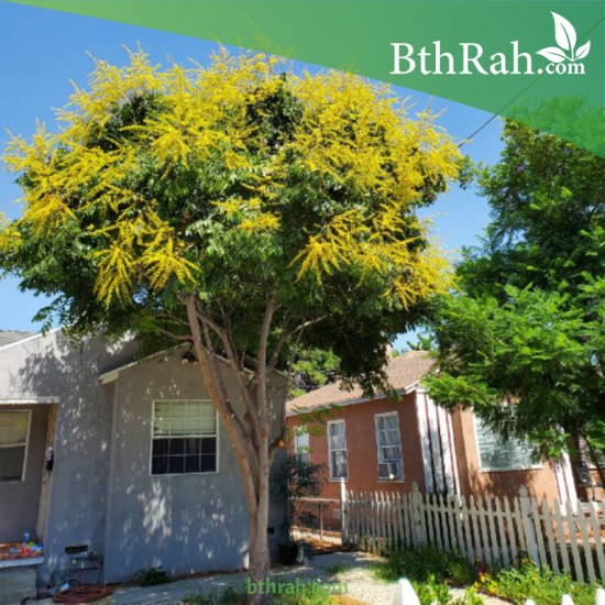 بذور شجرة المطر الذهبية Golden rain tree بذور شجرة المطر الذهبية Golden rain tree