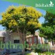 بذور شجرة المطر الذهبية Golden rain tree بذور شجرة المطر الذهبية Golden rain tree