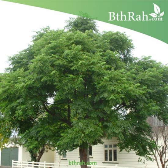 بذور شجرة الزنزلخت