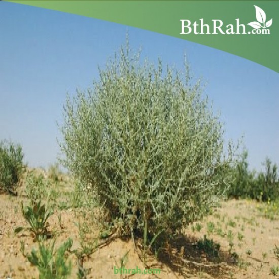 بذور الرمث 