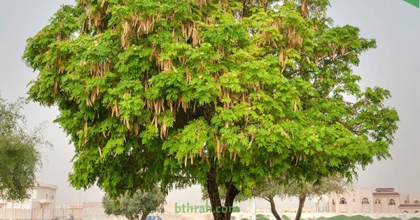 بذور-اللبخ -ذقن-الباشا-Albizia-Lebbeck-البرهام