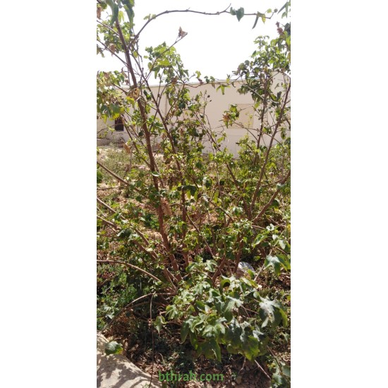 بذور القطن-Gossypium barbadense