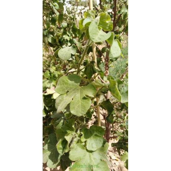 بذور القطن-Gossypium barbadense بذور القطن-Gossypium barbadense