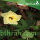 بذور القطن-Gossypium barbadense