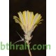 بذور نبات العضيد-اليعضيد-Launaea mucronata