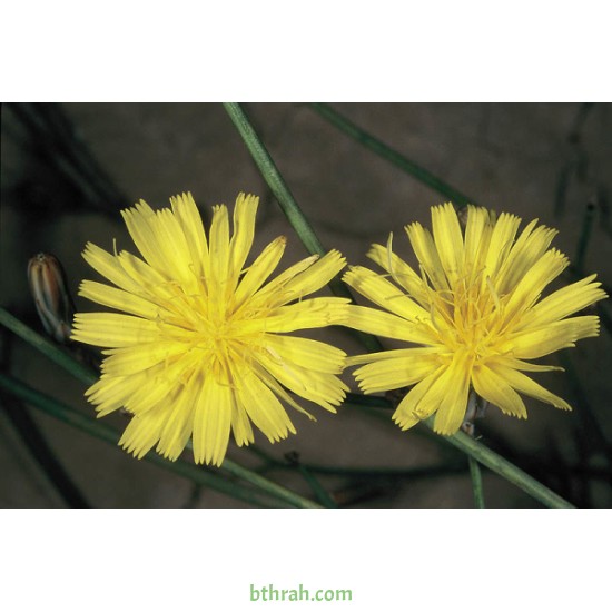 بذور نبات العضيد-اليعضيد-Launaea mucronata