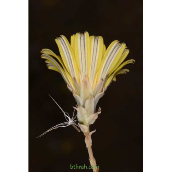 بذور نبات العضيد-اليعضيد-Launaea mucronata