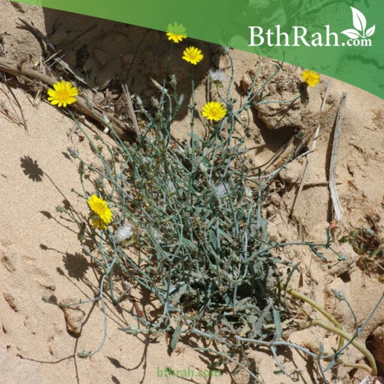 بذور نبات العضيد-اليعضيد-Launaea mucronata