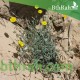 بذور نبات العضيد-اليعضيد-Launaea mucronata
