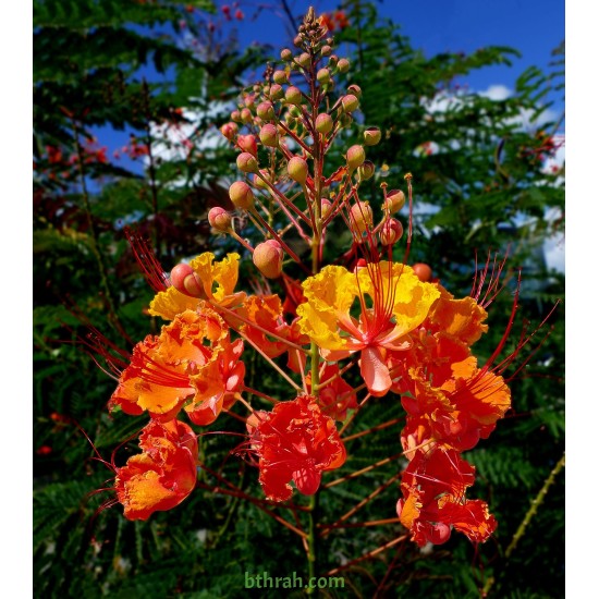 بذور سيسالبينيا أو زهرة الطاووس أحمر Caesalpinia pulcherrima بذور سيسالبينيا أو زهرة الطاووس أحمر Caesalpinia pulcherrima