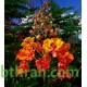 بذور سيسالبينيا أو زهرة الطاووس أحمر Caesalpinia pulcherrima بذور سيسالبينيا أو زهرة الطاووس أحمر Caesalpinia pulcherrima