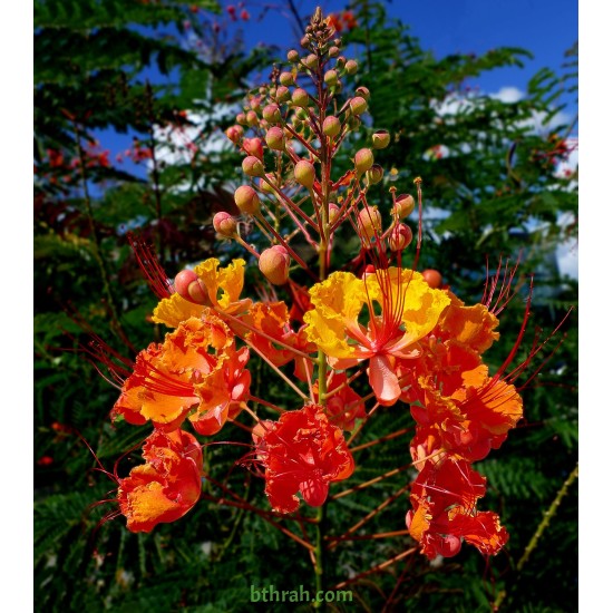 بذور سيسالبينيا أو زهرة الطاووس أحمر Caesalpinia pulcherrima