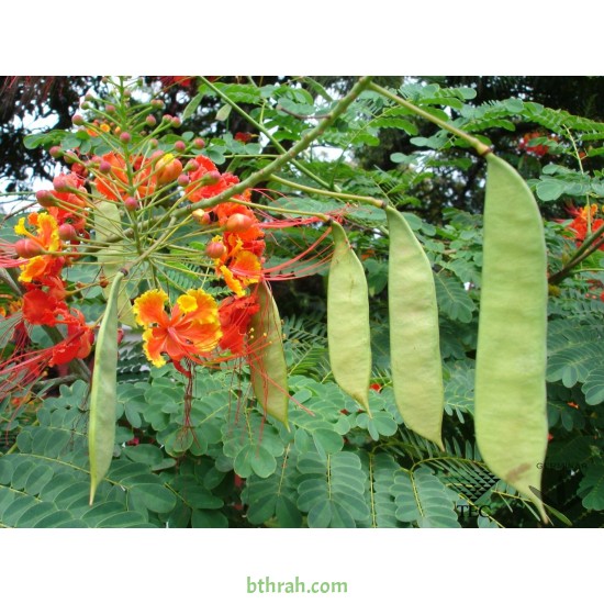 بذور سيسالبينيا أو زهرة الطاووس أحمر Caesalpinia pulcherrima بذور سيسالبينيا أو زهرة الطاووس أحمر Caesalpinia pulcherrima