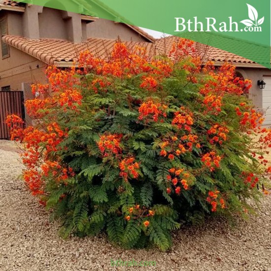 بذور سيسالبينيا أو زهرة الطاووس أحمر Caesalpinia pulcherrima بذور سيسالبينيا أو زهرة الطاووس أحمر Caesalpinia pulcherrima