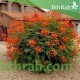بذور سيسالبينيا أو زهرة الطاووس أحمر Caesalpinia pulcherrima بذور سيسالبينيا أو زهرة الطاووس أحمر Caesalpinia pulcherrima