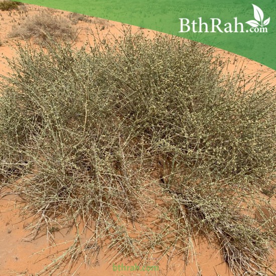 بذور عشبة العلنده - العلندا -Ephedra Alata