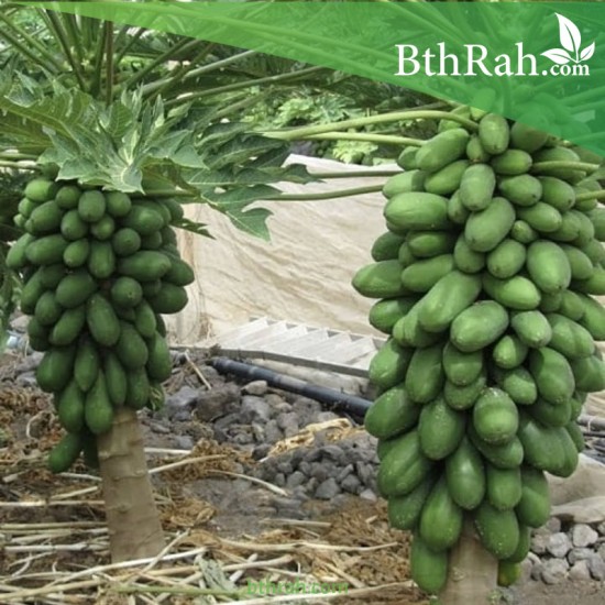بذور شجرة البابايا الياباني القزمي-Carica papaya بذور شجرة البابايا الياباني القزمي-Carica papaya