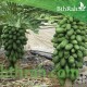 بذور شجرة البابايا الياباني القزمي-Carica papaya