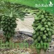 بذور شجرة البابايا الياباني القزمي-Carica papaya بذور شجرة البابايا الياباني القزمي-Carica papaya