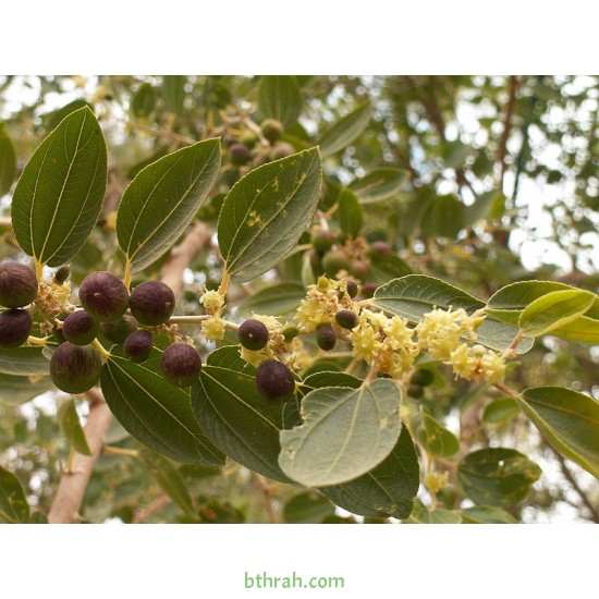 بذور شجرة السدر البري - Ziziphus spina-christi بذور شجرة السدر البري - Ziziphus spina-christi