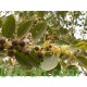 بذور شجرة السدر البري - Ziziphus spina-christi بذور شجرة السدر البري - Ziziphus spina-christi