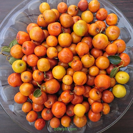 بذور شجرة السدر البري - Ziziphus spina-christi بذور شجرة السدر البري - Ziziphus spina-christi