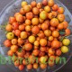 بذور شجرة السدر البري - Ziziphus spina-christi بذور شجرة السدر البري - Ziziphus spina-christi