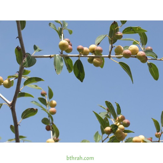 بذور شجرة السدر البري - Ziziphus spina-christi