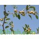 بذور شجرة السدر البري - Ziziphus spina-christi بذور شجرة السدر البري - Ziziphus spina-christi