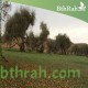 بذور شجرة السدر البري - Ziziphus spina-christi بذور شجرة السدر البري - Ziziphus spina-christi