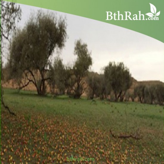 بذور شجرة السدر البري