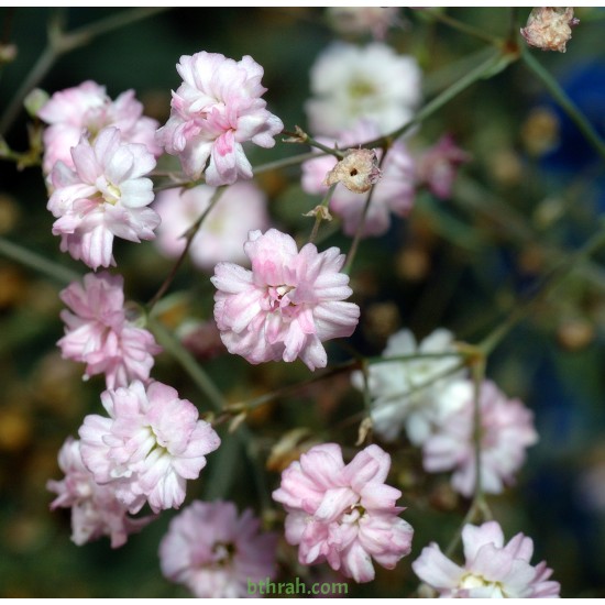 بذور الجيبسوفيلا - لونين - Gypsophila